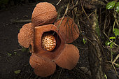 Rafflesia padma (Rafflesia patma) flower, West Java, Indonesia
