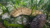 Sea cucumber (Holothuria scabra) in shalloow water with sea grass, Aru Islands, Maluccas