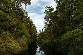 Sekunyer river peat swamp, Tanjung Puting National Park, Central Kalimantan, Indonesia