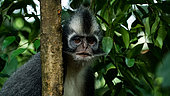 Thomas' leaf monkey (Presbytis thomasi) portrait in forest, Gunung Leuser National Park, North Sumatra