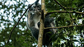 Thomas' leaf monkey (Presbytis thomasi) ona tree in forest, Gunung Leuser National Park, North Sumatra