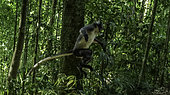 Thomas' leaf monkey (Presbytis thomasi) jumping in forest, Gunung Leuser National Park, North Sumatra