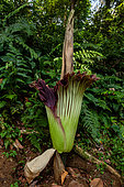 Titan arum (Amorphophallus titanum), Bogor botanical gardens, Java