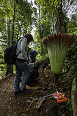 Titan arum (Amorphophallus titanum) with botanists, Bogor botanical gardens, Java