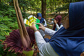 Titan arum (Amorphophallus titanum) with botanists, Bogor botanical gardens, Java