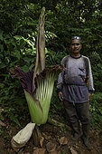 Titan arum (Amorphophallus titanum) with man, Bogor botanical gardens, Java