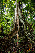 Tree with aerial roots in forest, Aru Islands, Moluccas