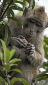 Long tail macaque (Macaca fascicularis) eating fruit, Indonesia