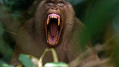 Pigtail macaque (Macaca nemestrina) yawning,Indonesia