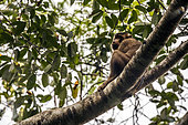 Pigtail macaque (Macaca nemestrina) on a branch, Batang Toru, North Sumatra, Indonesia