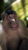 Pigtail macaque (Macaca nemestrina), Gunung Leuser National Park, North Sumatra, Indonesia