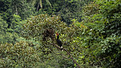 Rhinoceros hornbill (Buceros rhinoceros) on a branch, North Sumatra, indonesia