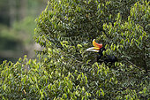 Rhinoceros hornbill (Buceros rhinoceros) on a branch, North Sumatra, indonesia