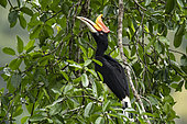 Rhinoceros hornbill (Buceros rhinoceros) on a branch, North Sumatra, indonesia
