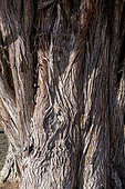 Italian cypress (Cupressus sempervirens), trunk of an old tree, Gers, France