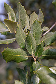 Holm oak (Quercus ilex), leaves in winter, Vaucluse, France