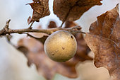 Oak marble gall on tree in february, Vaucluse, France