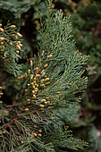 Italian cypress (Cupressus sempervirens), leaves and male cones in february, Vaucluse, France