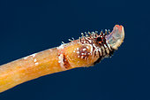 Pygmy pipefish (Minyichthys sentus). This tiny fish belongs, like the seahorses, to the Syngnathidae family. Fish from the Canary Islands, Tenerife.