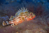 Brown scorpionfishes (Scorpaena porcus). Fish of the Canary Islands, Tenerife.