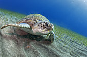 Tortue verte (Chelonia mydas) dans un herbier à Cymodocée noueuse (Cymodocea nodosa). De toutes les tortues marines qui existent, c'est la seule espèce omnivore, se nourrissant à l'état subadulte et adulte de plantes marines et d'algues, Ténérife, îles Canaries