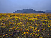 Arctic willow (Salix arctica) during fall. The east side of volcano Askja. The north eastern interior highlands of Iceland in the Vatnajoekull National Park, a UNESCO world heritage site. Europe, Northern Europe, Iceland