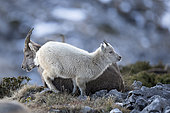 Alpine ibex (Capra ibex), young white ibex, leucistic, with is mother, Alps, Switzerland.