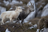 Alpine ibex (Capra ibex), young white ibex, leucistic, with is mother, Alps, Switzerland.
