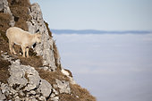 Alpine ibex (Capra ibex), young white ibex, leucistic, Alps, Switzerland.