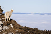 Alpine ibex (Capra ibex), young white ibex, leucistic, Alps, Switzerland.