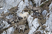 Alpine ibex (Capra ibex), young white ibex, leucistic, with its group Alps, Switzerland.