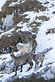 Alpine ibex (Capra ibex), young white ibex, leucistic, with its group Alps, Switzerland.