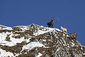 Alpine ibex (Capra ibex), young white ibex, leucistic, with a male, Alps, Switzerland.