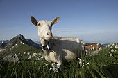 Goat in a mountain meadow covered with Poet's Narcissus (Narcissus poeticus), Canton Fribourg, Switzerland