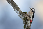 Spotted woodpecker (Dendrocopos major) on a branch, Canton Vaud, Switzerland.