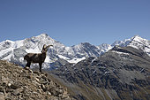 Alpine Ibex (Capra ibex) male, Valais Alps, Switzerland.