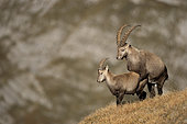 Alpine Ibex (Capra ibex) mating of two males, Valais Alps, Switzerland.