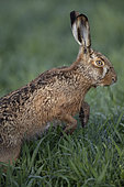 Brown hare (Lepus europaeus) in a meadow, Switzerland.