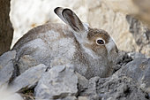 Mountain Hare (Lepus timidus) in autumn coat, just before winter, Vaud Alps, Switzerland.