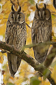 Long-eared Owl (Asio otus) on a branch, Canton Neuchâtel, Switzerland.
