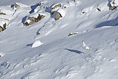 Mountain Hare (Lepus timidus) in winter coat, running in the snow, Vaud Alps, Switzerland.