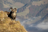 Alpine Ibex (Capra ibex) male and female during rut, Alps, canton of Fribourg, Switzerland.