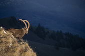 Alpine Ibex (Capra ibex) male, Alps, canton of Fribourg, Switzerland.