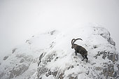 Male Alpine ibex (Capra ibex) in the snow, Alps, canton of Fribourg, Switzerland.