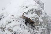 Male Alpine ibex (Capra ibex) in the snow, Alps, canton of Fribourg, Switzerland.