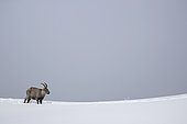Female Alpine Ibex (Capra ibex) in the snow, Jura, canton Neuchâtel, Switzerland.