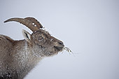 Female Alpine Ibex (Capra ibex) in the snow, Jura, canton Neuchâtel, Switzerland.