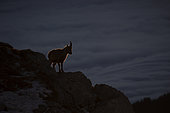 Alpine Ibex (Capra ibex) femelle, Alps, canton of Valais, Switzerland.