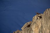 Alpine ibex (Capra ibex) male, Alps, Canton Valais, Switzerland.