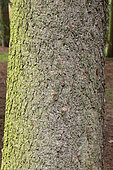 Greek fir (Abies cephalonica) trunk